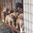 롯데목장 이미지