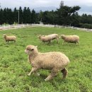 경실목장 이미지