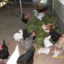 송우농장 이미지