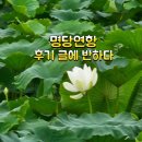 명당연향 연잎 후기에 반하다