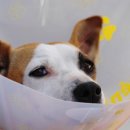 대우동물병원 이미지