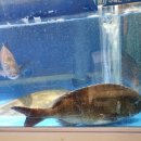 사파동285 이미지