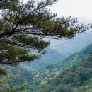 대굴령민들레동산 이미지