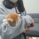 낭만고양이(강서점) 이미지