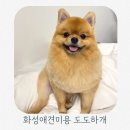 도도하개 이미지