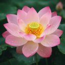 연화반점 | 연화리맛집 웨이팅 피해 다녀온 [연화반점] 돌판짬뽕 후기