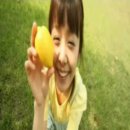 레몬트리 이미지