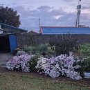 느티나무집펜션 이미지