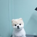 배츄네펫살롱 이미지