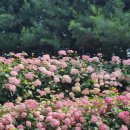 카페내리 | 평택 내리문화공원(수국상태), 커피&치즈케익 카페 후기