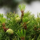 가온결혼 이미지