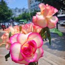 슈가밤