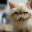 키움 동물병원 이미지