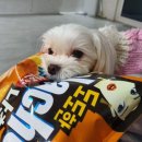 두푸딩하우스 이미지