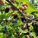 용담마을길 이미지