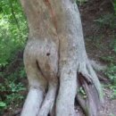 연리지로 Daum카페