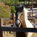 포니랜드 이미지