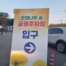 [경주애견동반여행][당일치기]11월 실시간 경북 경주 도리마을 은행나무숲/로또명당 세방매점