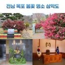 전남 목포 4월 여행 가볼 만한 곳 봄꽃 명소 삼학도 김대중 노벨평화상 기념관