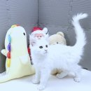 논산옆골 네이버블로그