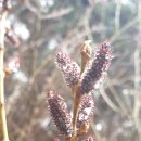 모노골샘터 이미지