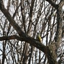 딱따구리 이미지