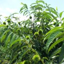 장대농장 이미지