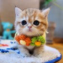 펫하임 강아지 고양이 이미지