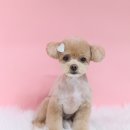 애견미용 견출지 노원점 이미지