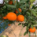 용진농장 이미지