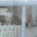 올데이독 | [역북동 애견미용]올데이독🐶