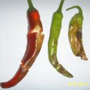 달이농장 이미지