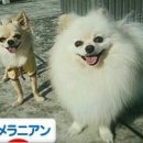 HAPPY 카카오 검색결과