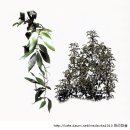 캄포(Camphor) 이미지