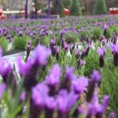 테마와 하루(지역축제 체험) 이미지