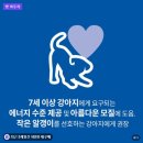 스몰플러스 | 힐스 강아지사료 어덜트 7+ 스몰바이트 후기｜노령견 사료 고민하다 정착한 이유