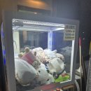 유림노르웨이숲세탁 이미지