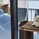 에브리캣 이미지