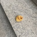 멍데렐라 이미지