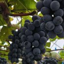 송산농장 이미지