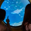 (주)샤크 이미지