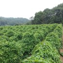 최용순농장 이미지