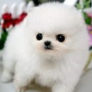 이쁜강아지 이미지