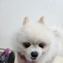 꽃보라미용실 네이버블로그