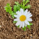 정희네 들꽃이야기 이미지