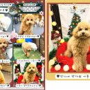 멜리애견유치원 이미지