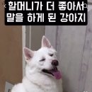 댕댕이# 이미지