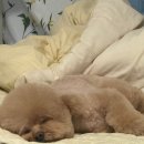 꼬순내 댕댕 살롱 | [인천-청라동]해삐허브 매일가는 애견미용, “아기강아지”