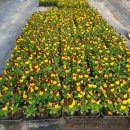 소소한향기 이미지