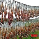 동진강서 포착된 `황소개구리﻿` 이미지